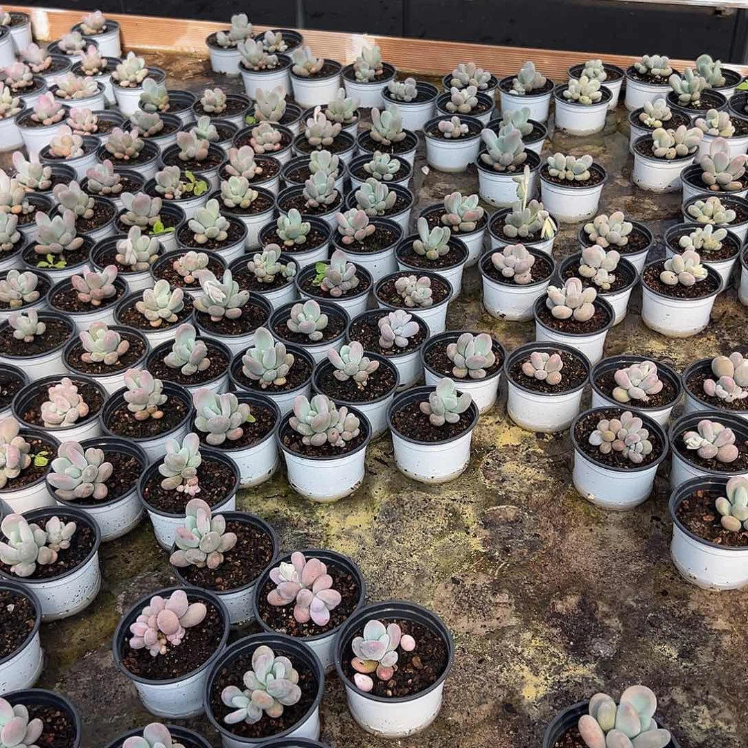 鸡蛋美人5颗5元