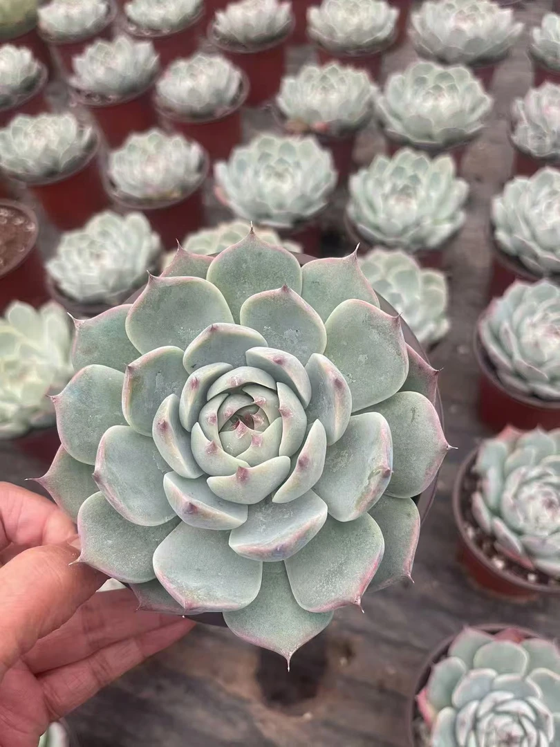 吉娃娃美观易活的东云系多肉植物室内盆栽