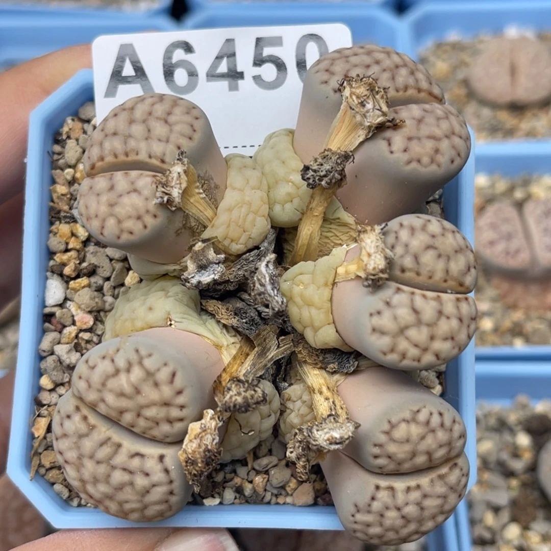 6450群生5头寿丽1