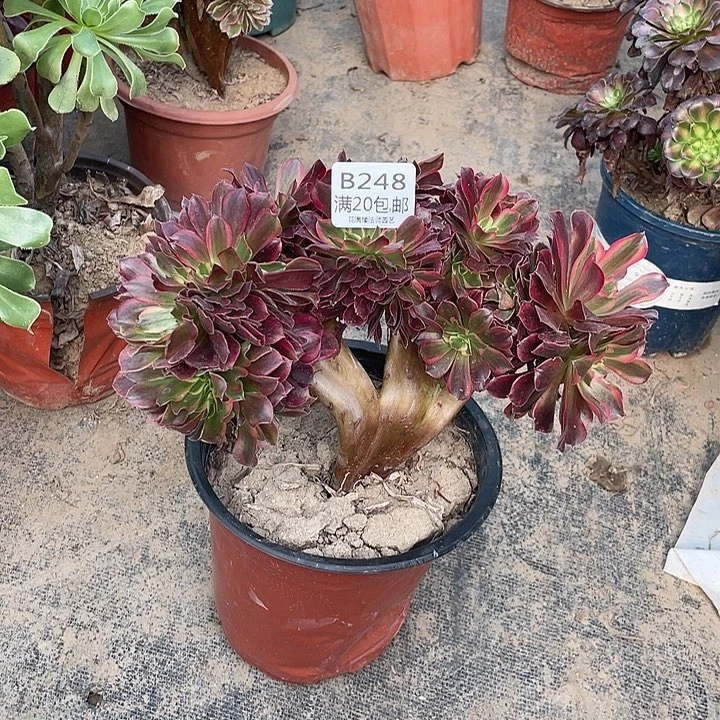 248美杜莎缀化多肉法师