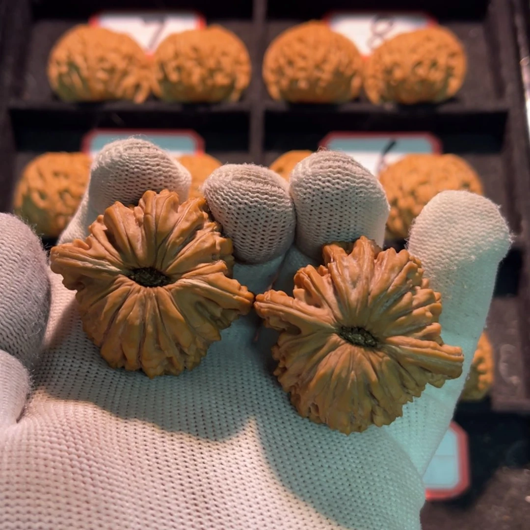 T****G秦皇岛山地果全品—03