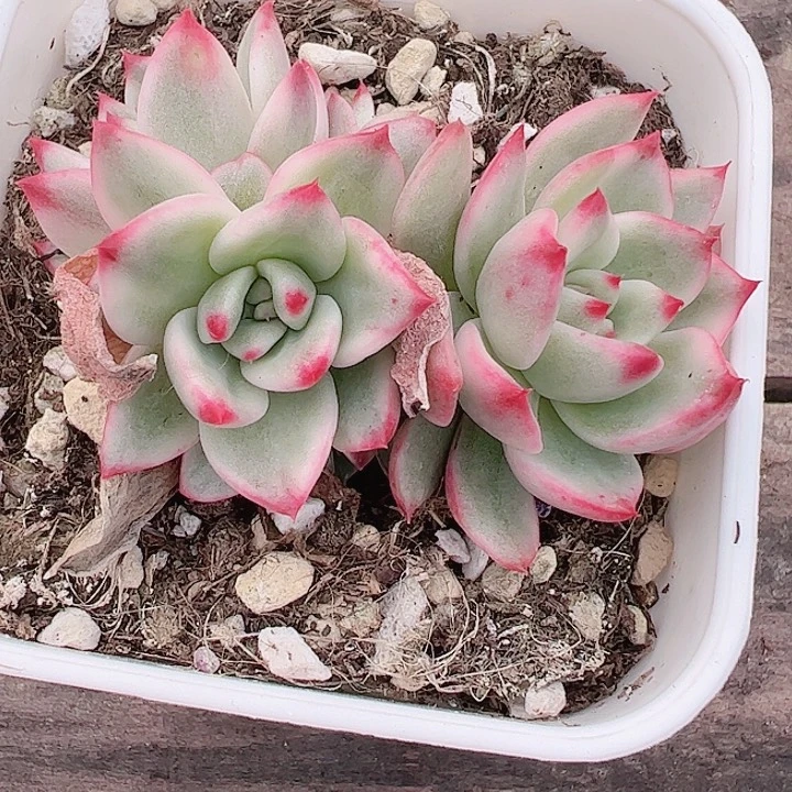 灰*色多肉植物多肉植物