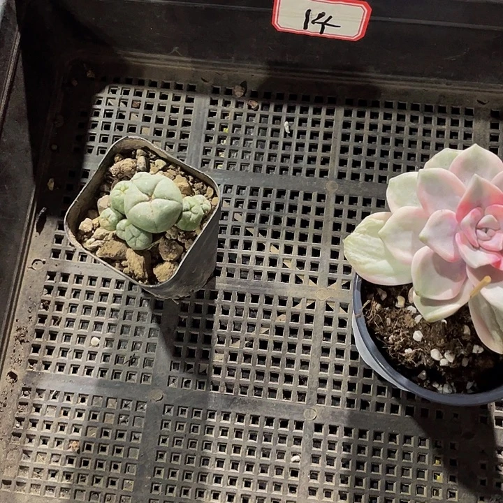 俊***男14号筐带盆土发货