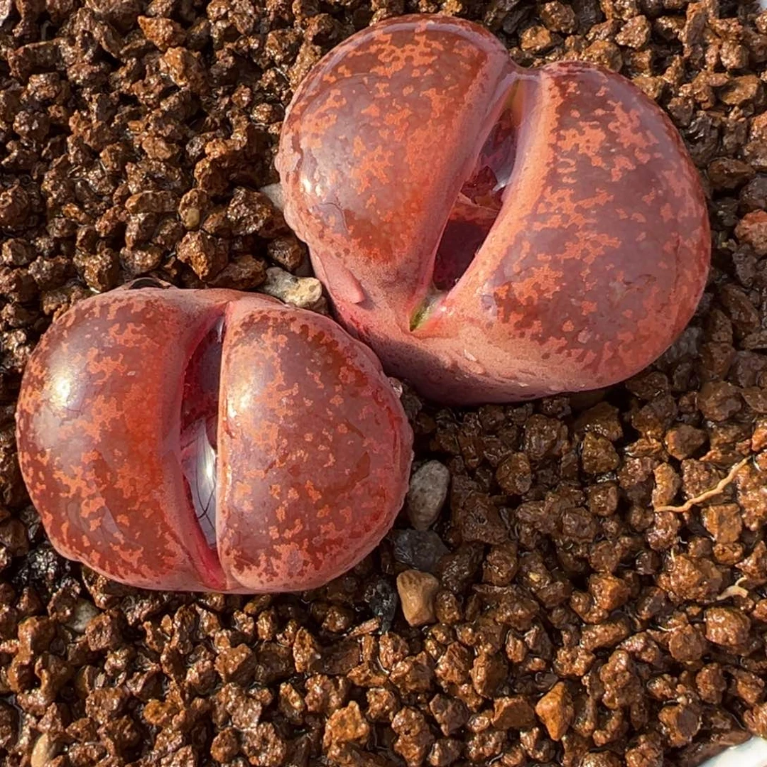 981多肉植物种类多样