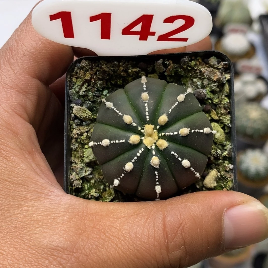 1142连福利特价来了哦吼吼