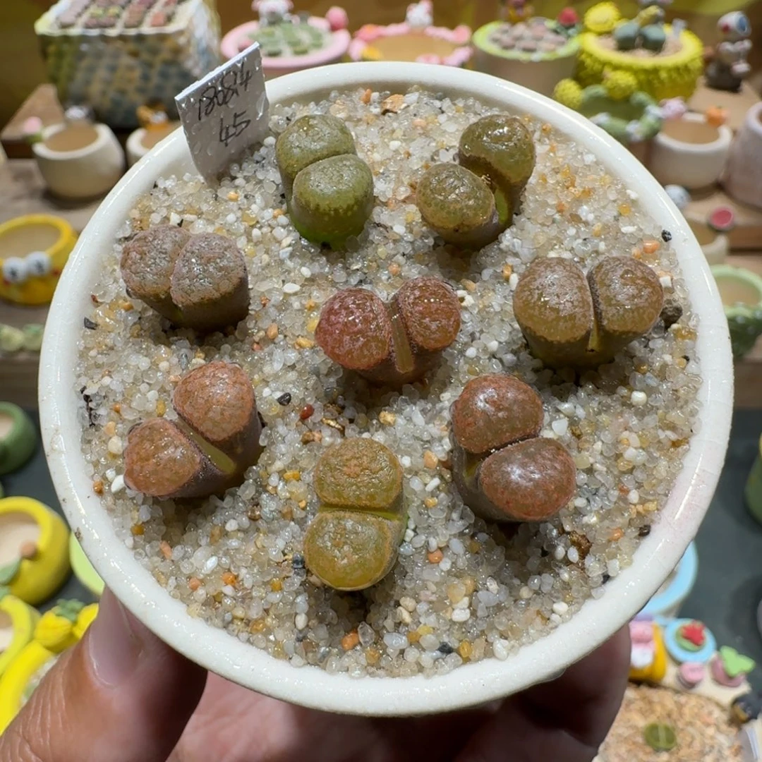 蘑菇1077超级蛋糕多肉植物