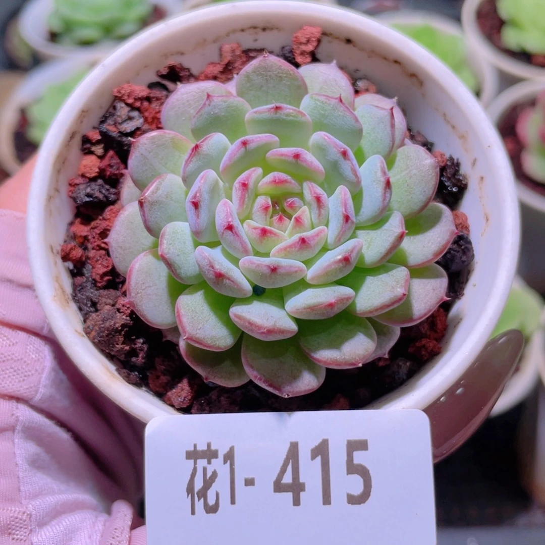 花利美1-415哈尼单头
