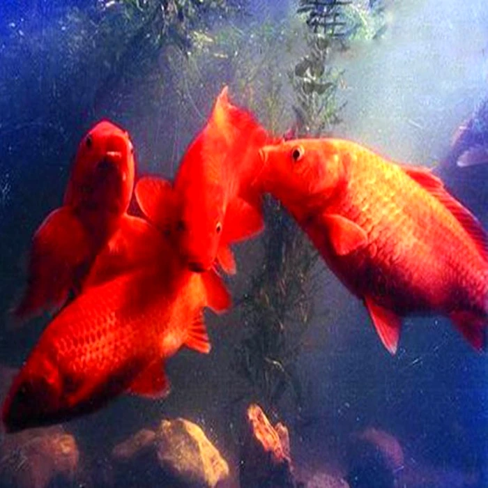 日本纯种红色火鲤锦鲤鱼苗观赏冷水风水鱼宠物活体包活鱼缸鱼塘养