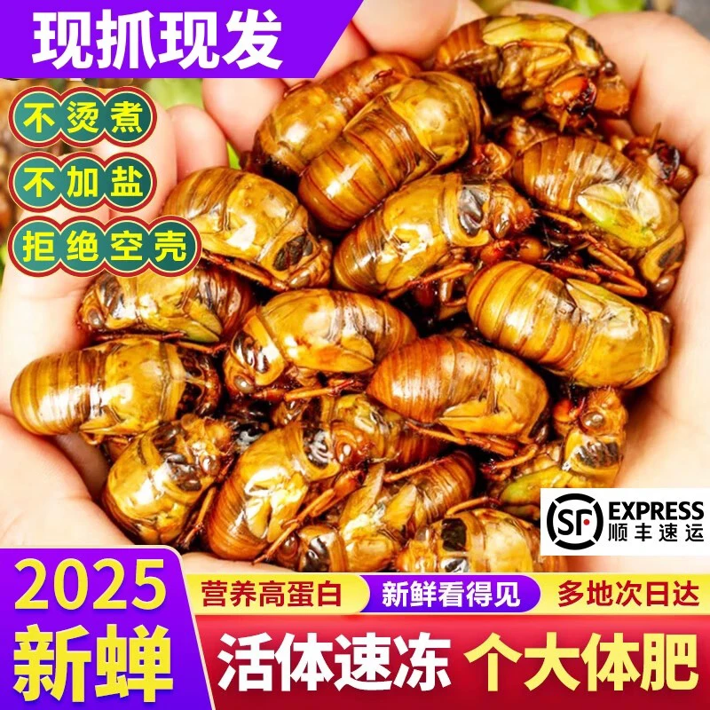 2025河南知了猴现抓现发新鲜活体金蝉冷冻结了龟爬叉猴非蚕蝉蛹