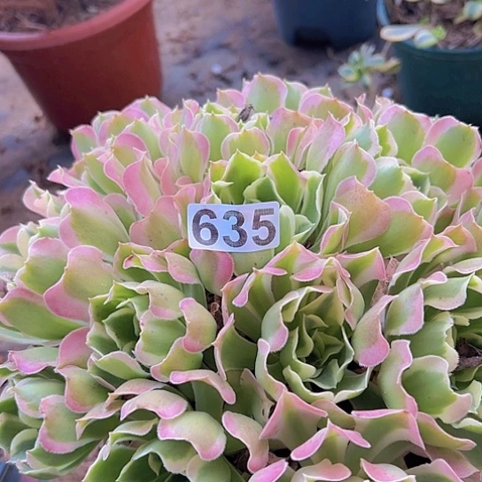 荷***色多肉植物一个白凤