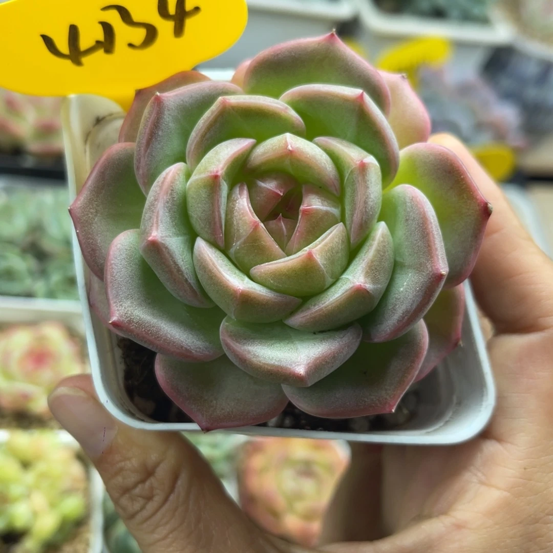 东云珍妮单头4134