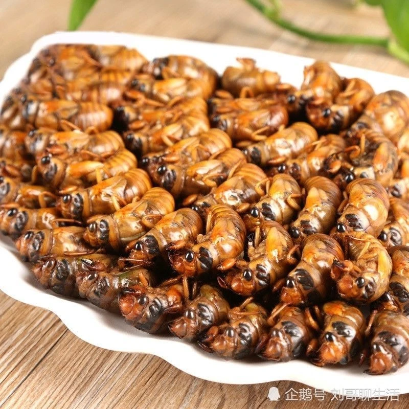 大号金蝉知了猴爬蚱蝉可烧烤包邮油炸顺丰发货