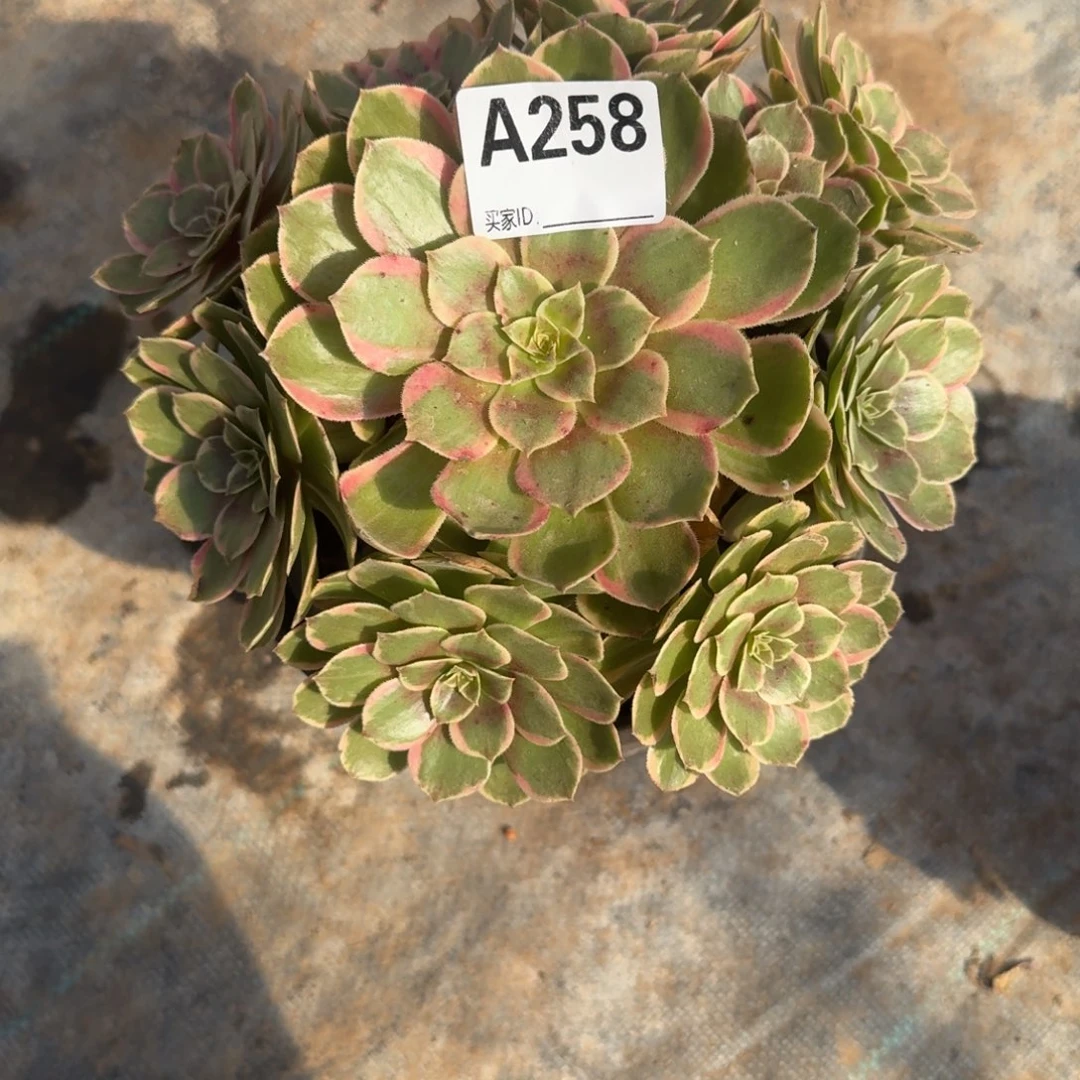 粉花妖一物一拍258