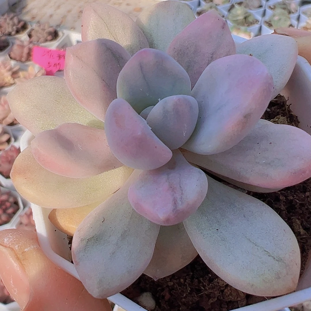 奥普虎斑锦19包邮多肉