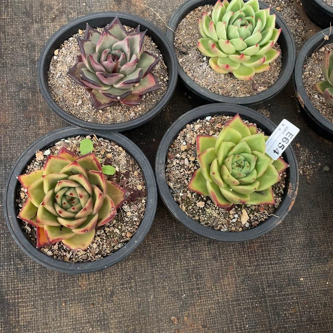 若如东云组拍E654