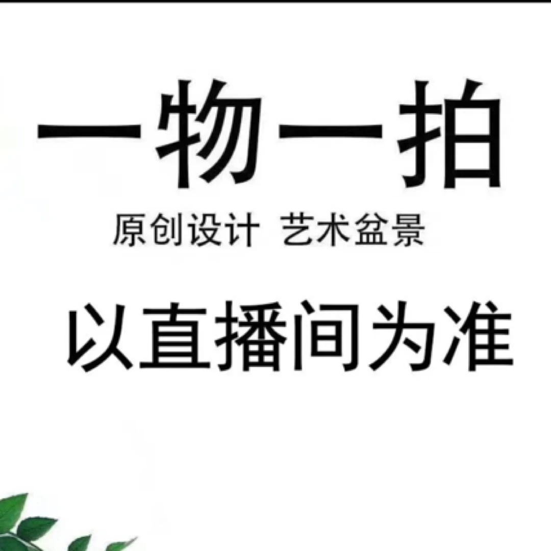 [左转遇见]鲜活季节实物拍摄直播间老桩榆树盆景常绿一物一拍。
