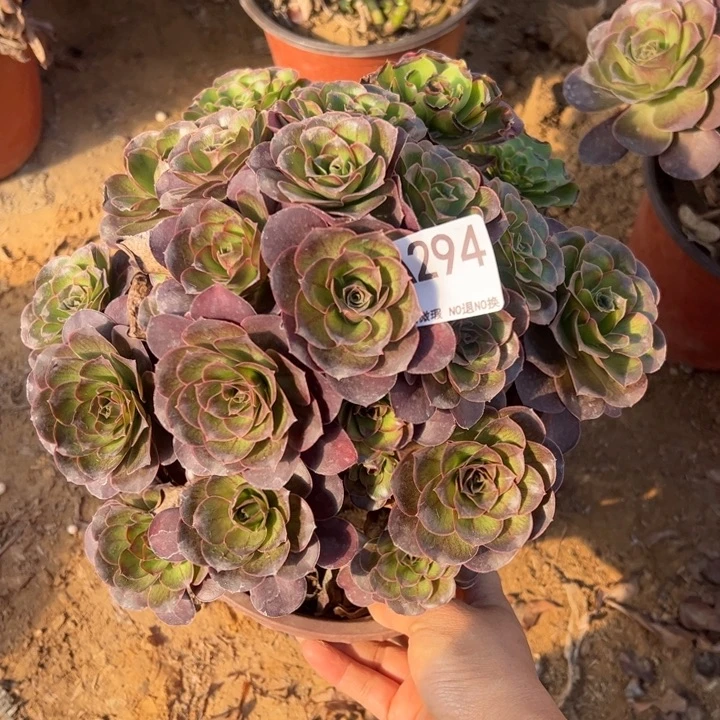 魅金多肉植物294.