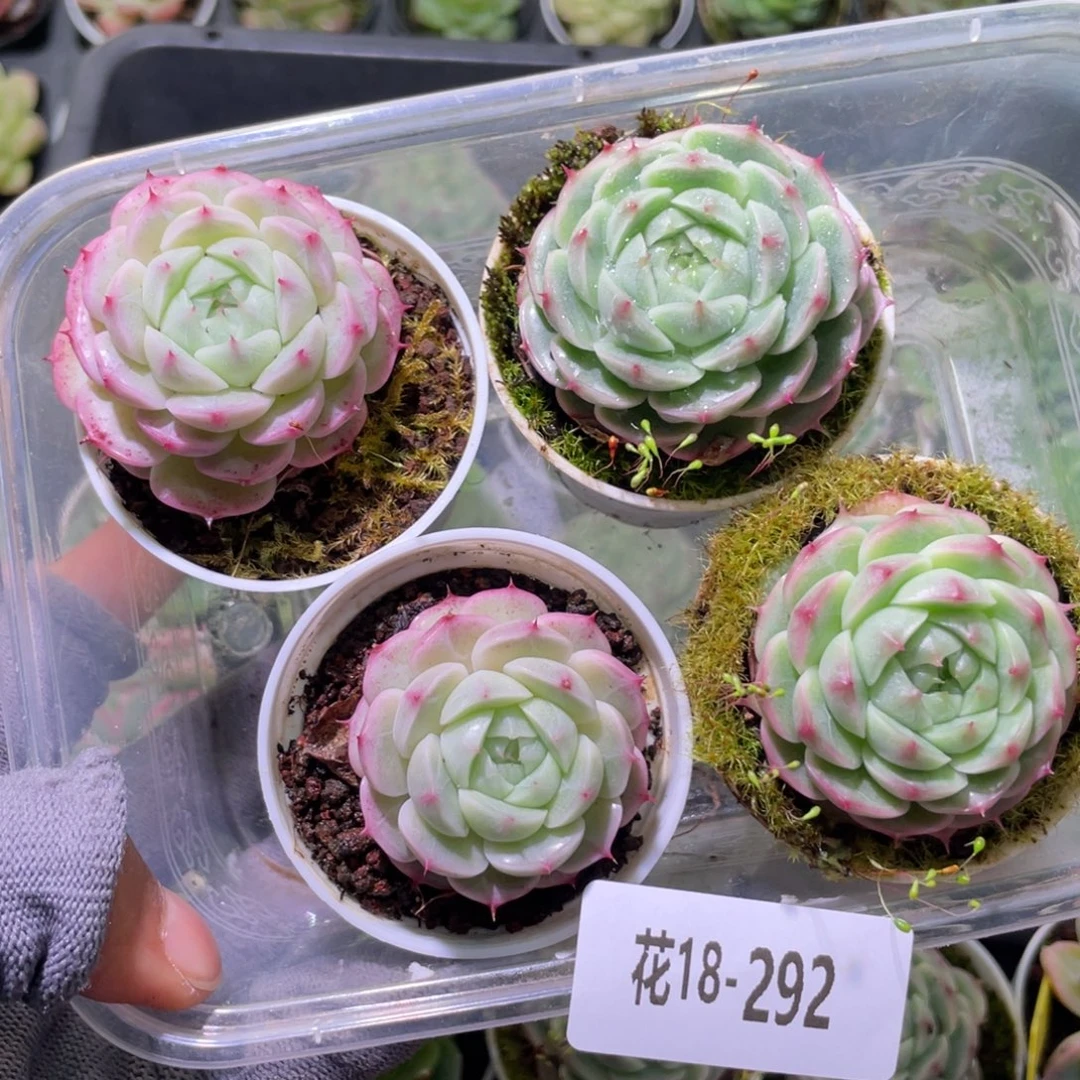 花利美18-292珍妮4颗