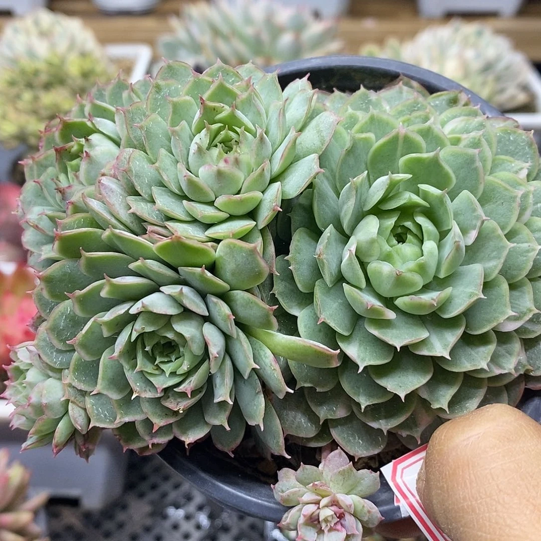 21188 朱砂痣白拉丝锦
