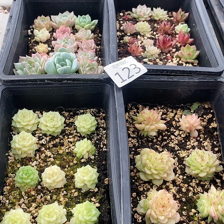 123 多肉植物盆栽花卉