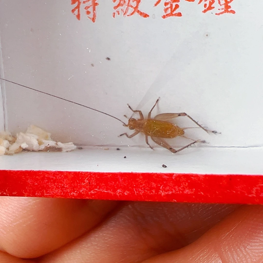 竹长须大黄蛉2个
