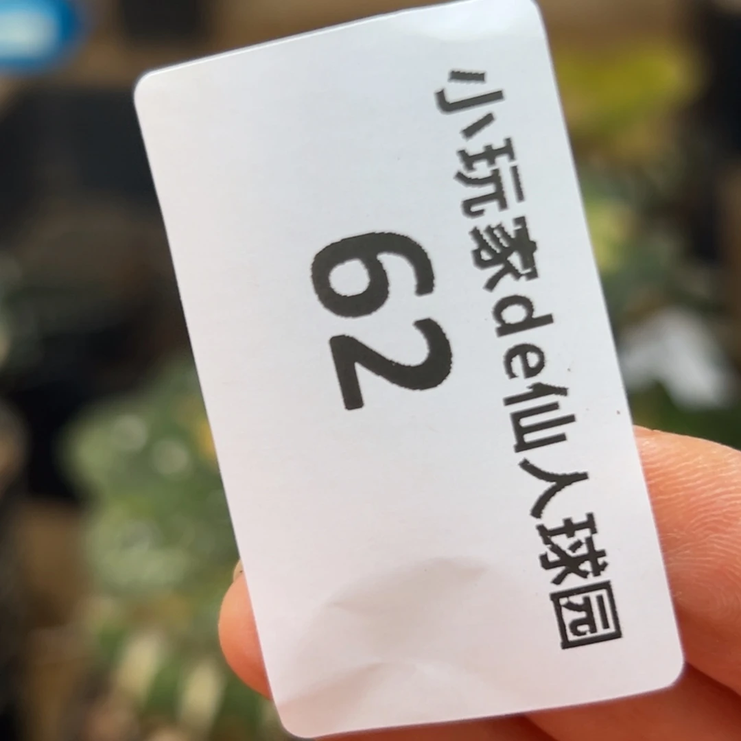 今****62 袖蒲嫁接仙人球 预定
