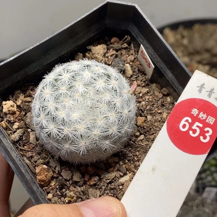 实生大型春星3.6cm