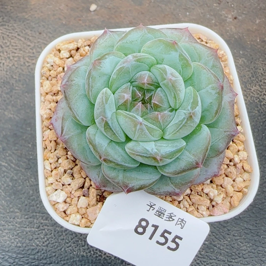 薰衣草，8155多肉植物