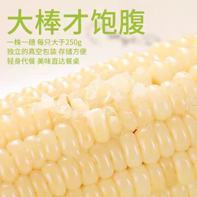 奥利施新鲜白糯玉米真空包装香甜可口非即食粘玉米