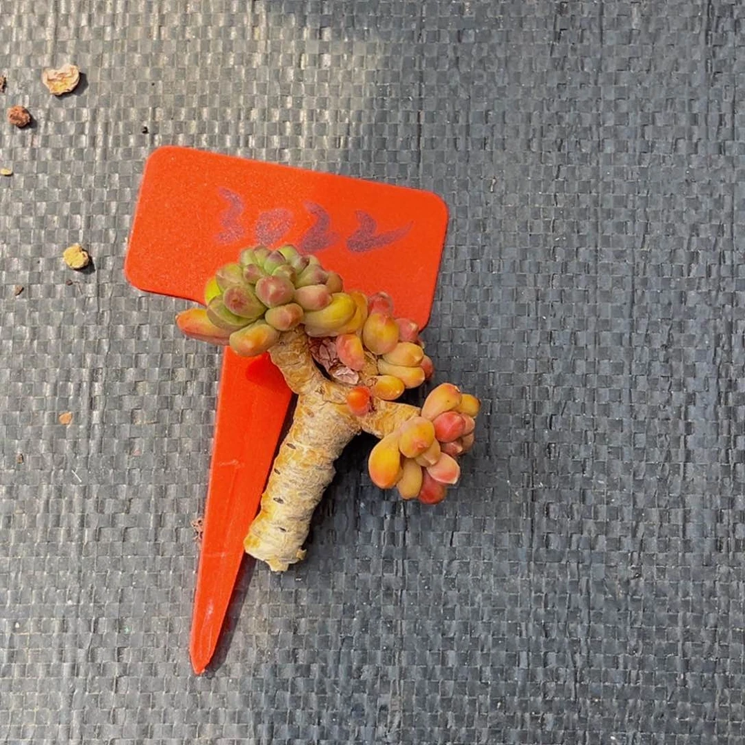 非**人3022号上午多肉植物群生多肉