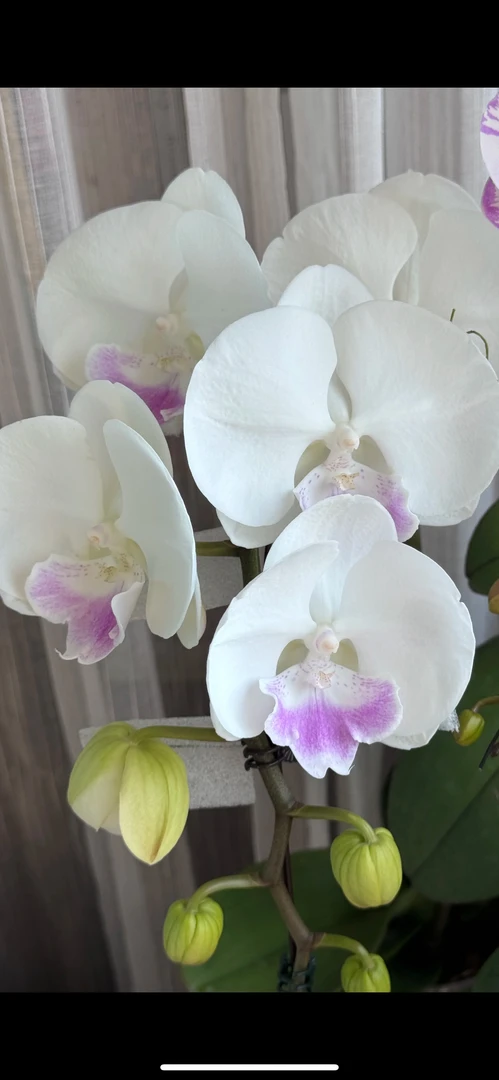 蝴蝶兰-月光宝盒苗3.5寸杯抽梗（无花有梗轻微叶裂不售后）