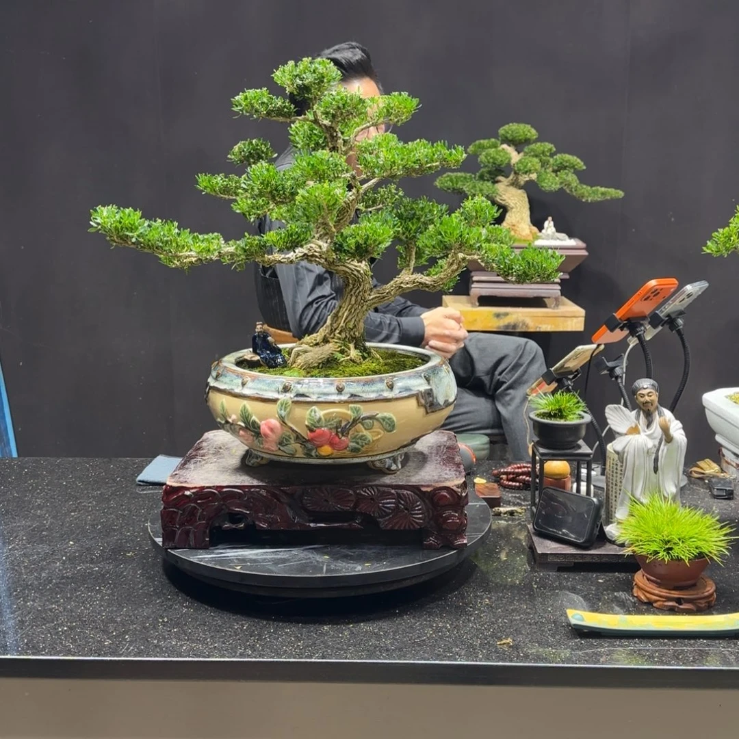 以实际为准黄杨室内室外盆景艺术