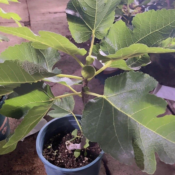 无花朵直播间一物一拍，BBR