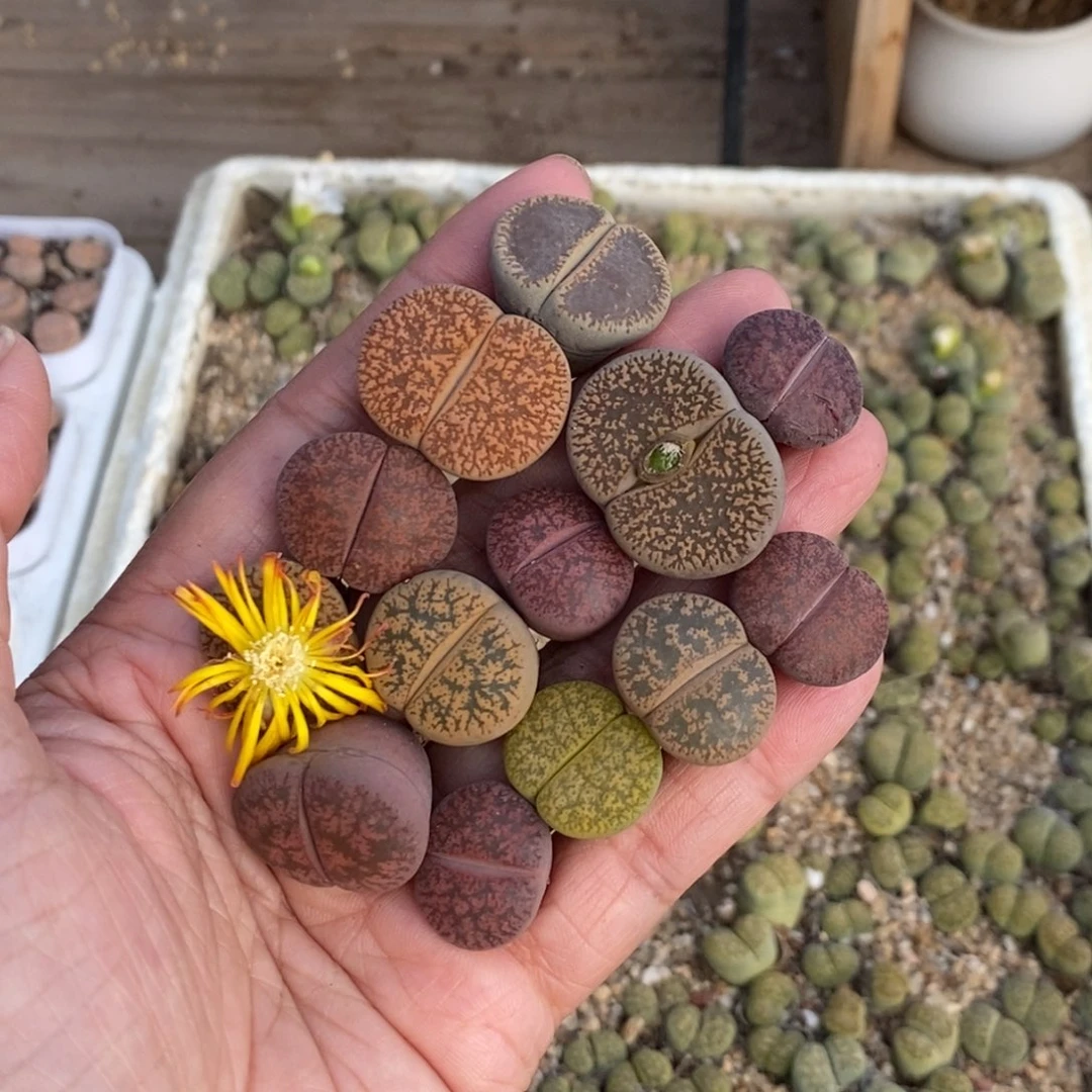 颜***哈5691 紫薰单头母本彩套