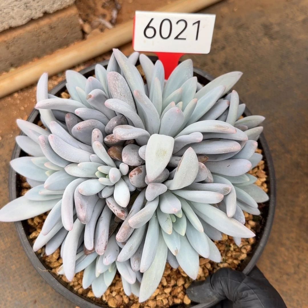 6021。      橙龙群