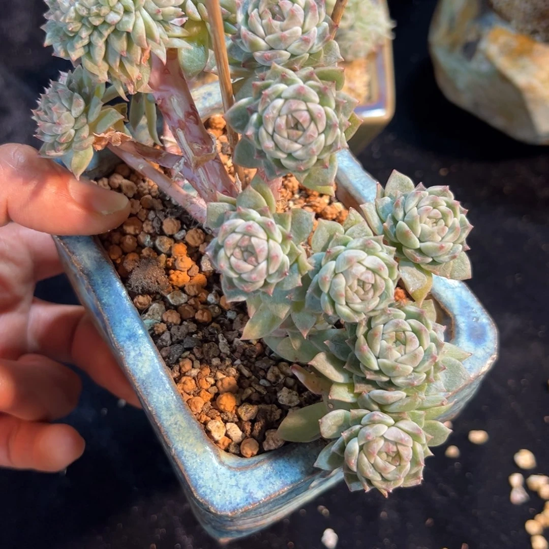 新年快乐 新年快乐