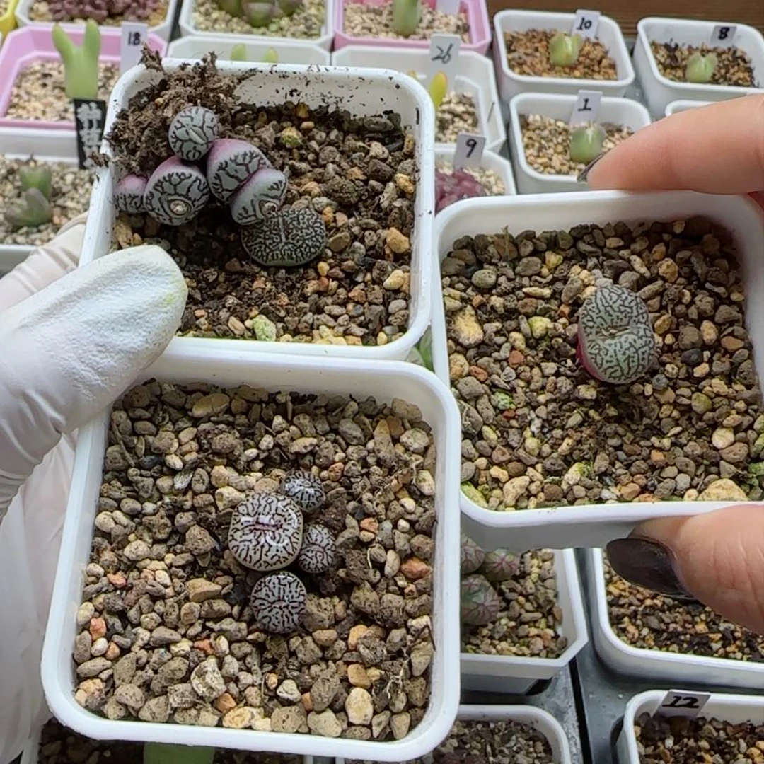 1****12-10母本墨一组脱土