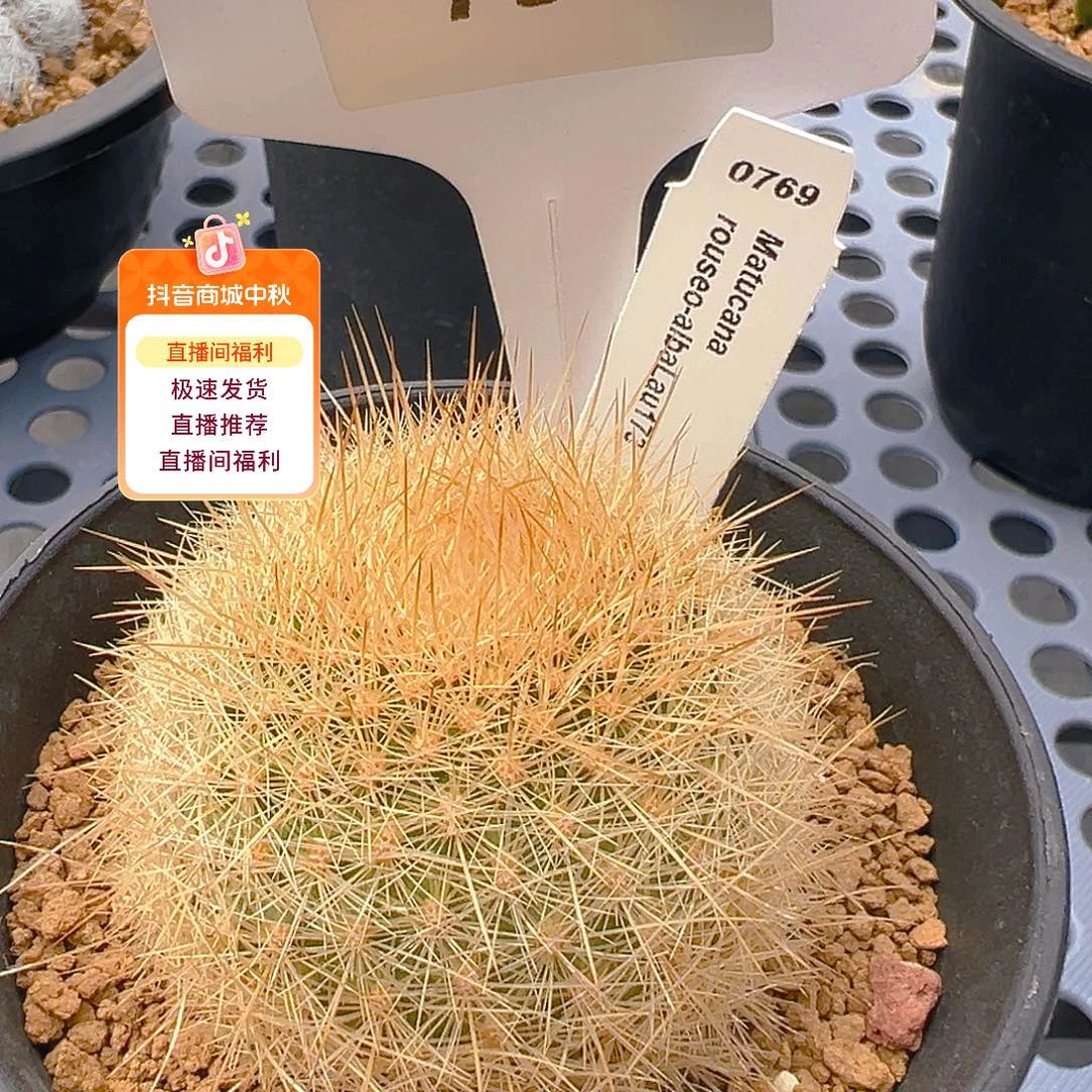 7309白仙玉属实生裸根发货