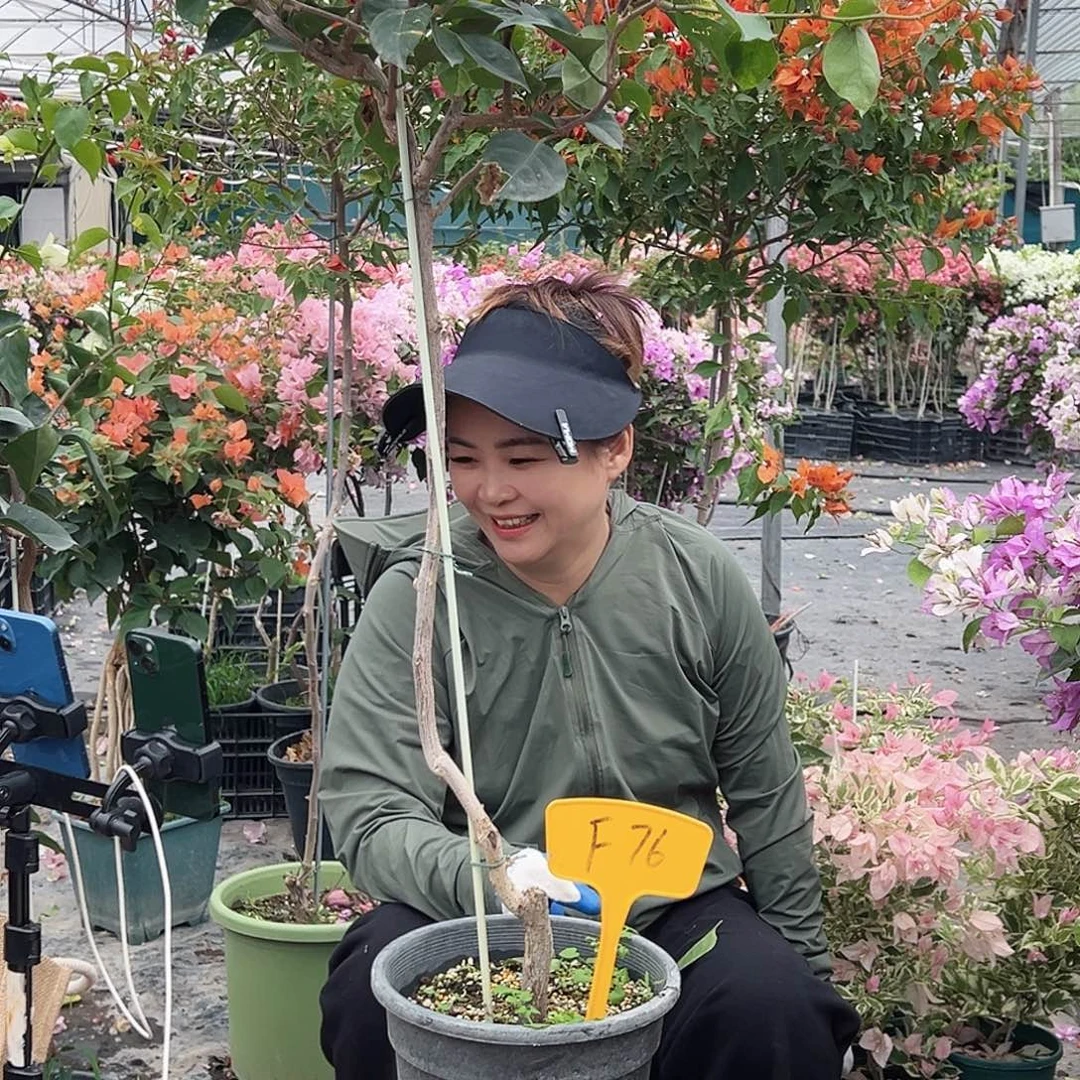 奔***驰大部分花苞少量开放F76凤凰