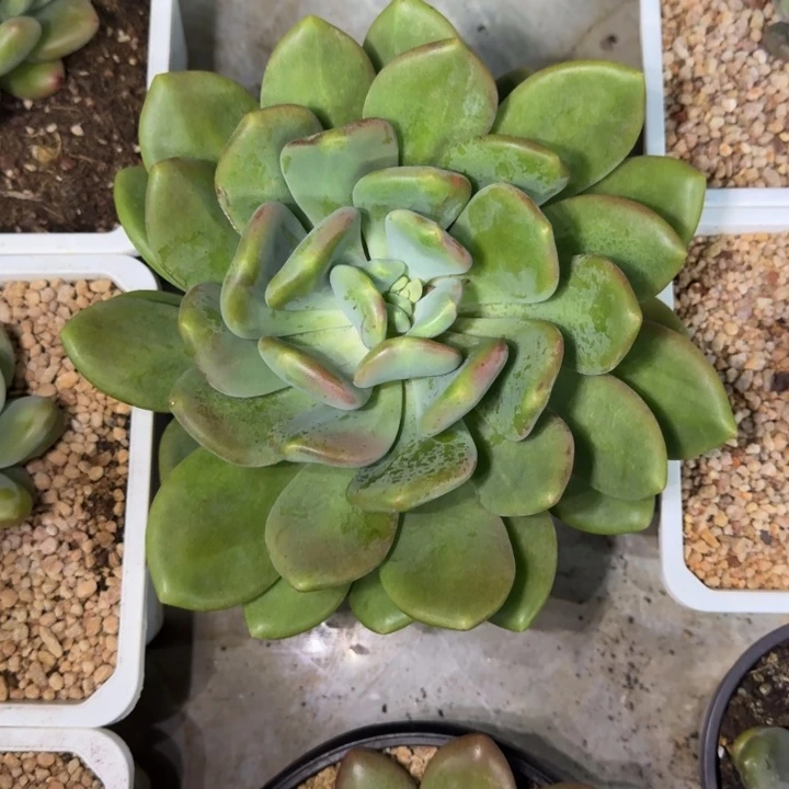 X系列美人新品 一物一拍