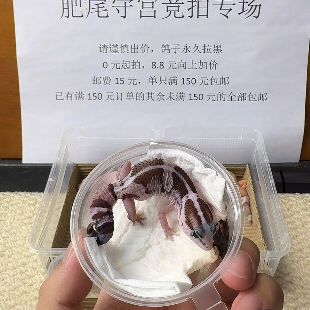 肥尾守宫直线奥利奥 妹妹