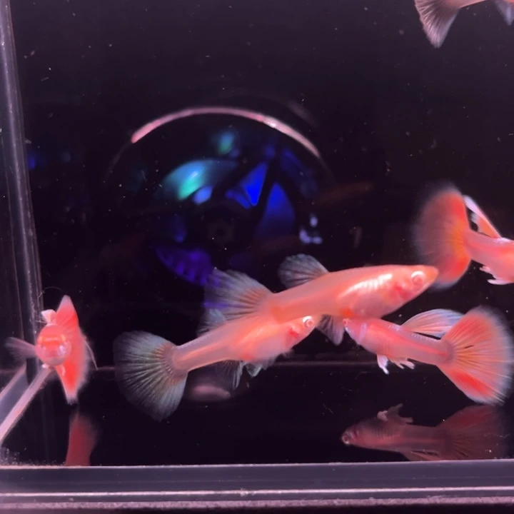孔雀鱼半月尾琥珀3对