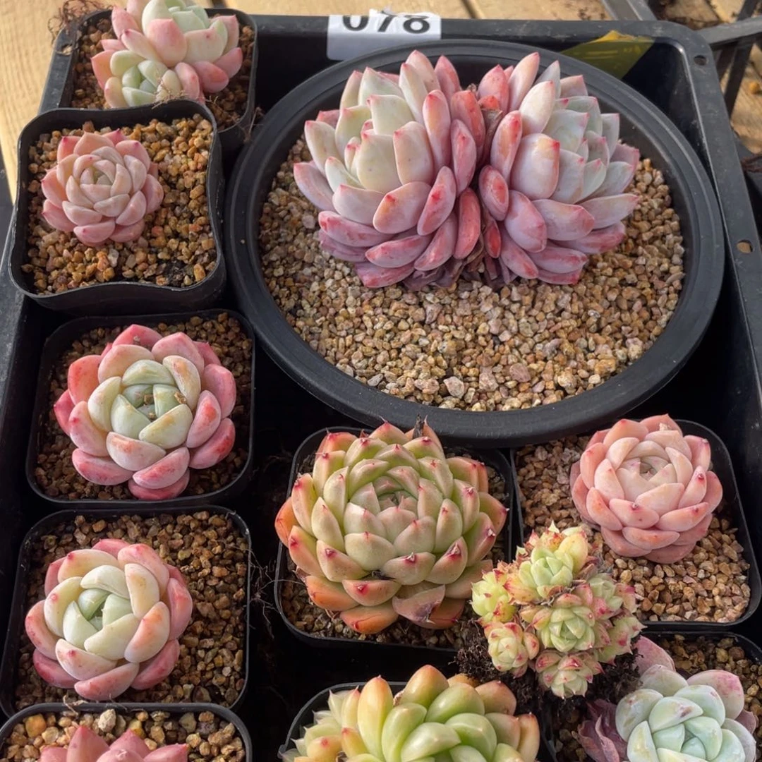 多肉植物十个精品组078