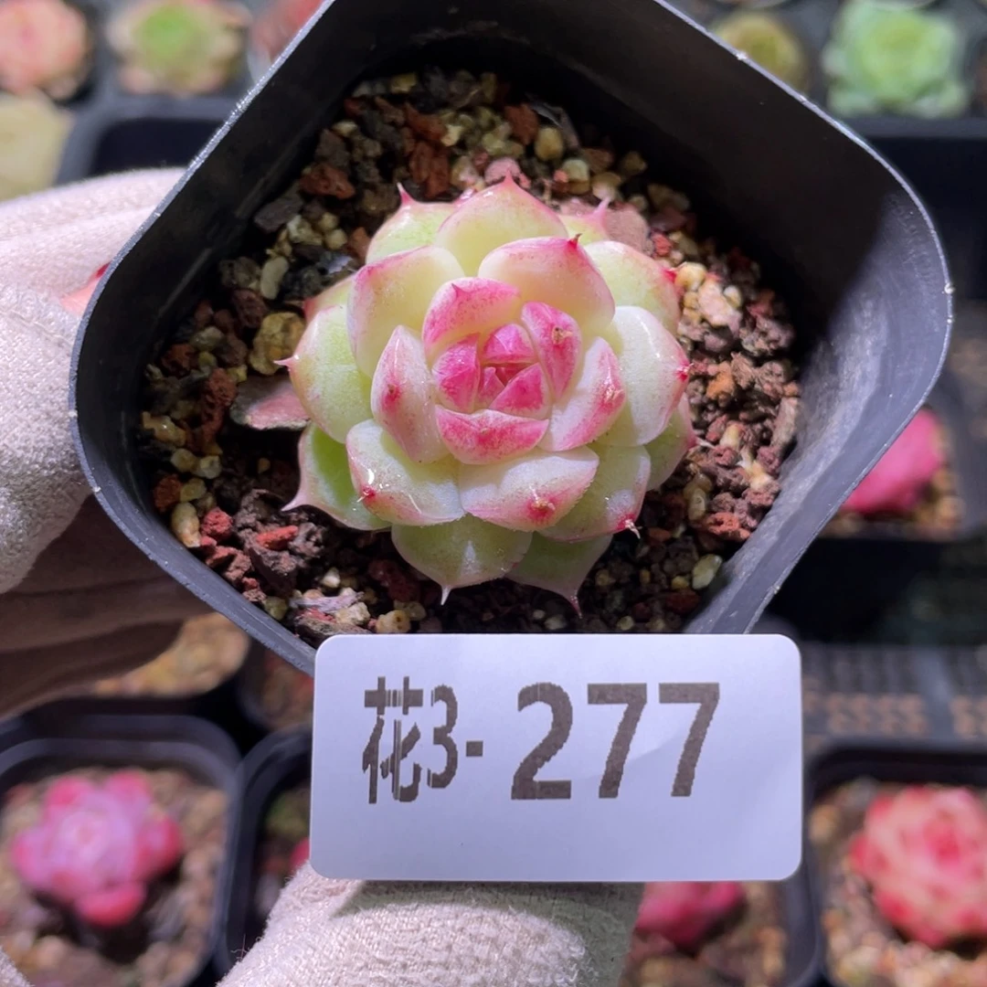 花利美3-277麦秆单头