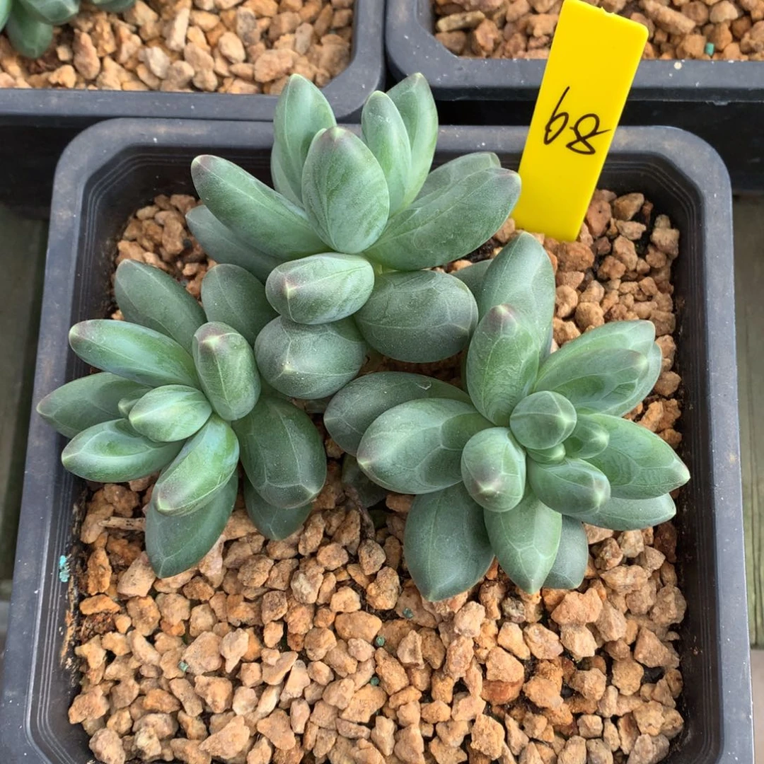 我们家的小姐姐们