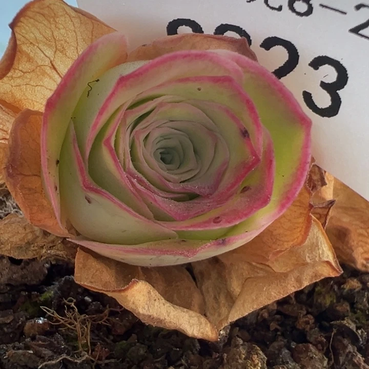 三碗823 彩虹x帕美至爱x各种侧芽