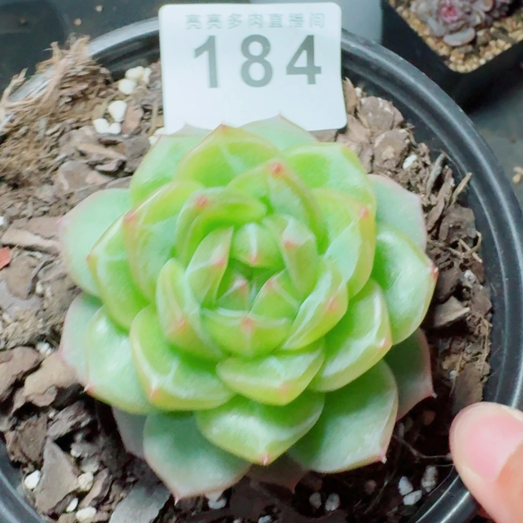 海洋之心            精美多肉植物