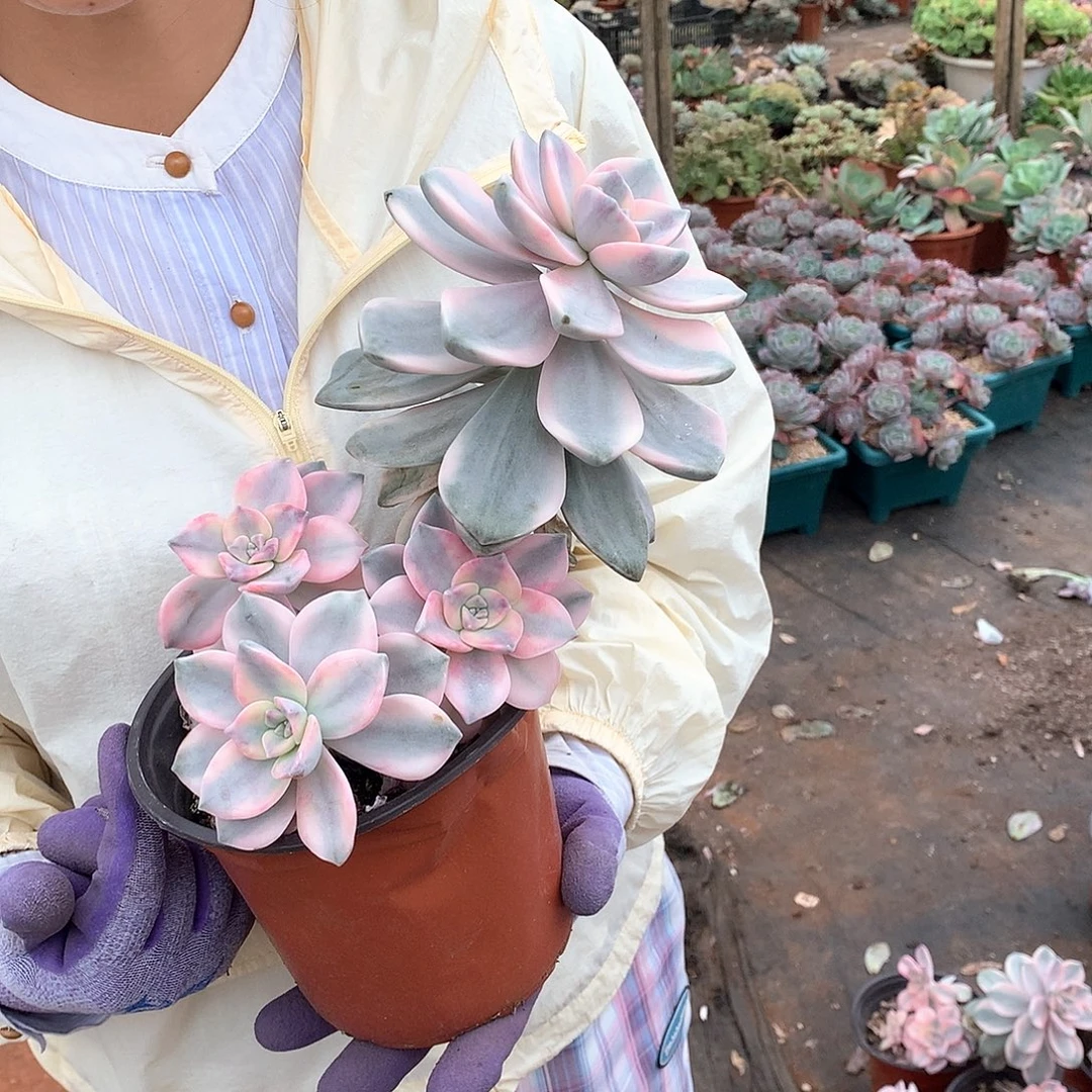 紫乐锦4头起22.8多肉植物量拍