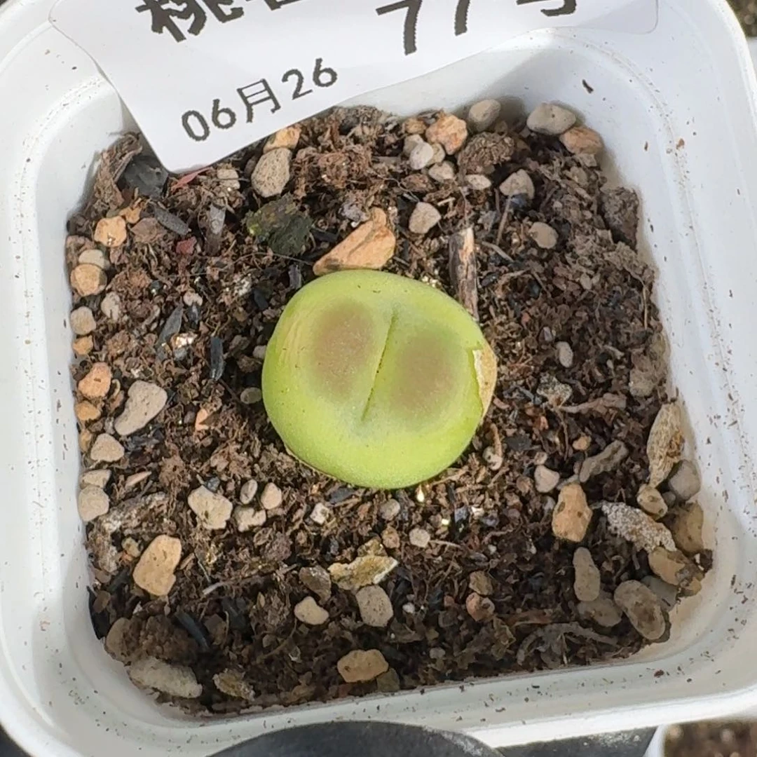 ****‘桃喜花园0626/77拉登
