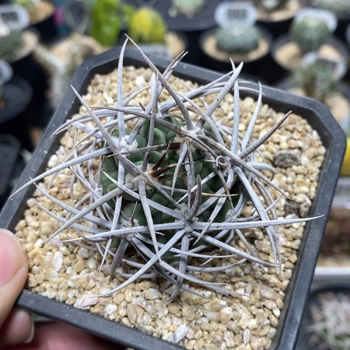 实生精控强刺碧岩玉52号4.5cm